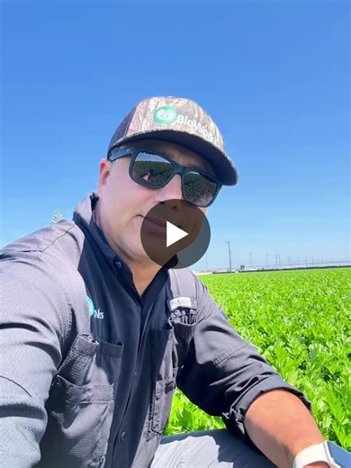 #bioworks #farming #celery #oxnard #demonstration #rootshield #success | Edgar Godoy