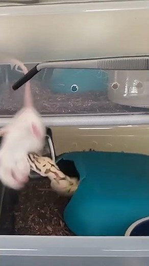 Feeding my Ball Python a live mouse #ballpython #reptiles #animals #nature