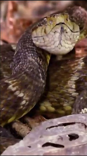 Is Yacumama Real? The Amazon Mystery😨| Expedition X | Discovery Channel India