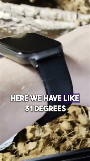 The best temperature for your carpet python