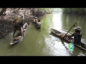 La piangua de los manglares del Cuerval, Timbiqui, Cauca