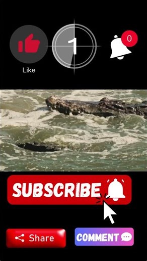 Crocodiles”, “Turn on Each Other