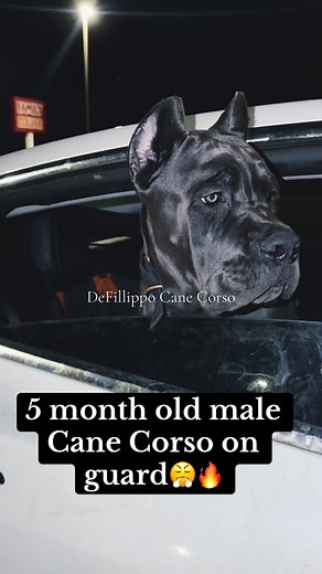 6K views · 338 reactions | 5 month old male Cane Corso on guard #canecorso #guarddog #protection #protectivestyles #guardian #night #pup #puppy #puppies #puppylove #puppiesofinstagram #puppylife #dog #dogs #doggo #doglovers #doglife #doglove #beast #work #working #workingdog #ride #rider #tesla #nightlife | DeFillippo Cane Corso | Facebook