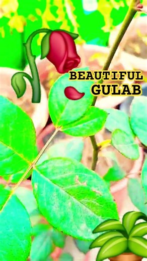 🥀Beautiful GULAB # GULAB flower # viralshort # evergreen # flower care