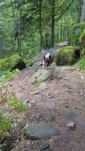 Vosges flashback part two #hikingadventure