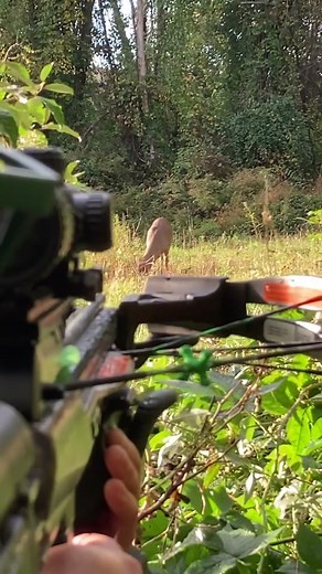 This was the first time he ever went hunting! New Jersey public land 10 point buck. #huntingguide #firstdeer #bigbuck #deerhunter #r3 #apprenticelicense #njhunting #huntereducation