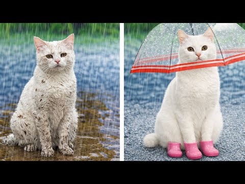 When Cats Take Over TikTok Trends 😹🔥 Hilarious Feline Fails & Wins | 123GO!