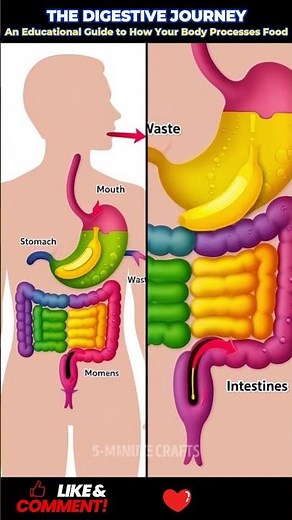 #MedicalEducation #Gastroenterology #AnatomyEducation