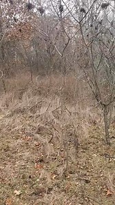 10K views · 106 reactions | Guided Kansas Rabbit Hunts Offered by Mossy Oak Properties | Catron's Kennel | Facebook