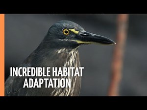 Trapped in Paradise - Incredible habitat adaptation | Full Documentary