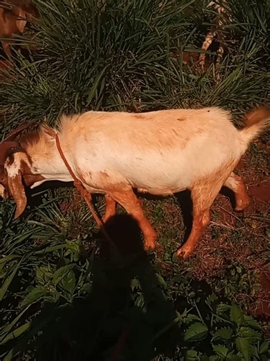 harrison_goat farm on TikTok