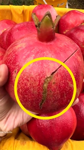You will be surprised to know why you were not buying its pomegranate. 😱 #viral #farming #shorts