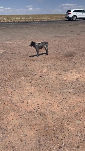 The heartwarming story of Joss! Dumped at an intersection between two busy highways on the rez, Joss survived off of handouts from the kettle korn guy who frequents the intersection 💜 She was very thin and very scared when we happened to pass by this intersection on our way to somewhere else. She did not want anything to do with us, nor did we have a trap, which would have made life easier, but she needed help and we weren’t leaving without her. Luckily we had a crate, and if one is quick and s