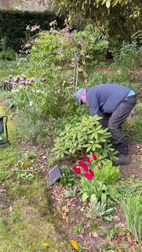 Weeding between the plants out the front #odlysatisfying #timelapse #gardening #shorts