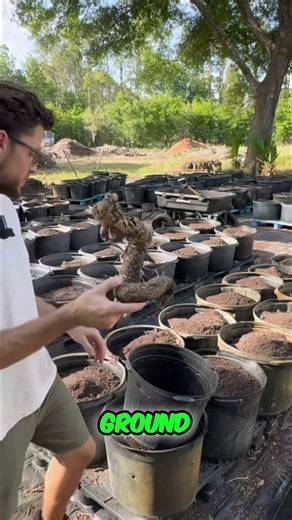 Gardening Revival Replanting Tubers and Roots