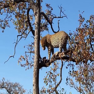 1.4K views | A leopard can climb trees with high distances, to avoid...  | Interesting Animal | Facebook