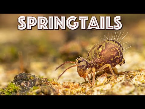 Springtails are INCREDIBLE! What are they & why are they important?