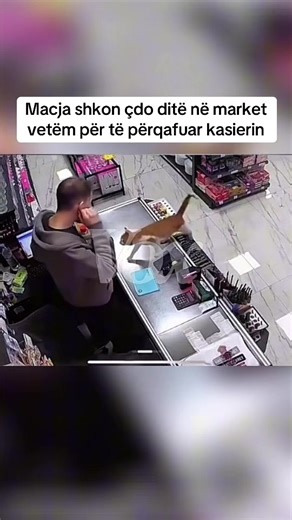 Në Rize të Turqisë, një mace rruge ka prekur zemrat e njerëzve me lidhjen e saj të veçantë me një punonjës marketi. Çdo ditë ajo shkon në market dhe sapo e sheh të riun, hidhet mbi banak për ta përqafuar dhe për t’i treguar dashuri. Momentet e kapura nga kamerat e sigurisë janë bërë virale në rrjetet sociale. #voxnews #media #news #turkey #cats