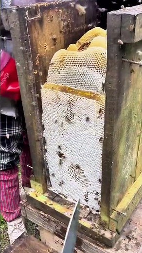 The honey in the boxes is very delicious, and this honey is very thick.😂😜#honey #bee