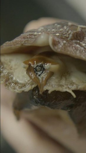 What's Making it Harder for Clams and Abalone to Build Their Shells