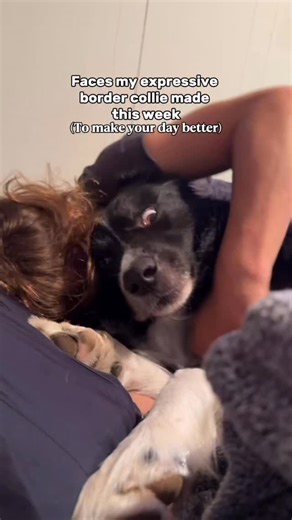 23K views · 1.9K reactions | Just a few of the facial expressions my...