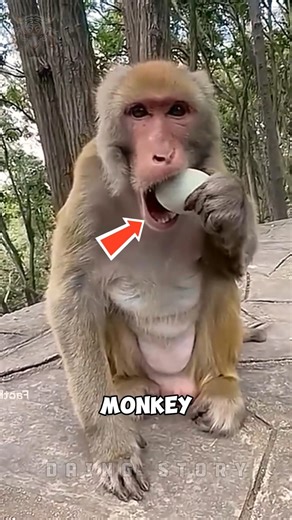 The Moment The Monkey Realized The Truth