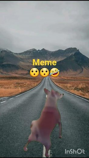 funny dog gop gop meme #memes #funny #comedy