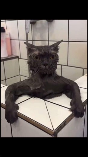 Why Do Cats Hate Water?🤔