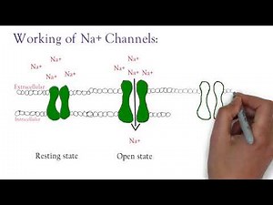 Local anaesthetics, Mechanism of Sodium Channel, Lidocain..