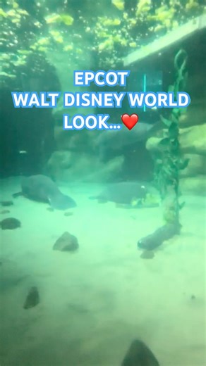 Disney World BABY MANATEE Soleil, young rescued female EPCOT THE SEAS with NEMO & FRIENDS Pavilion!
