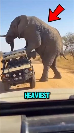 Top 3 Heaviest Land Animals on Earth 😱(#1 Shakes the Ground)