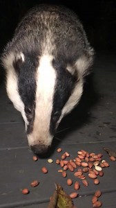 29K views · 10K reactions | One of the first ever videos of Mr Lumpy back in 2016 with his Nut Fairy. This is where his iconic image comes from 說❤️ | Mr Lumpy & Friends. | Facebook