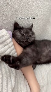 1.4M views · 111K reactions | A nap with my cat fixed everything 﫶 #catreels #funnycat #cat #cats #catreels #catstagram #catlover #catlife #catlovers #kitten #catmom #Kitty #meow #catoftheday #kitten #catlove #cutecat | Woojoo Meowniverse | Facebook