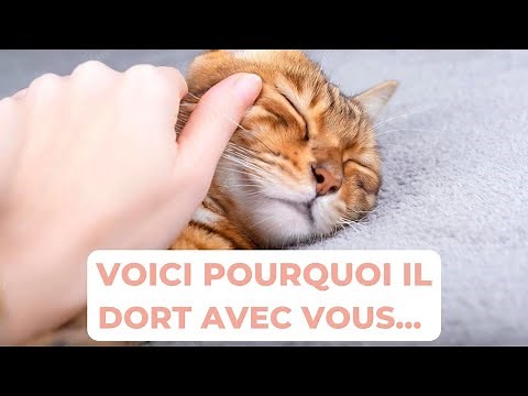 VOTRE CHAT DORT AVEC VOUS LA NUIT ? 😴 (ce n'est pas ce que vous croyez)