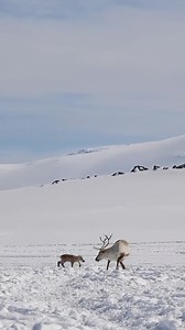 1.1M views · 10K reactions | Warning: Cuteness overload Watch this...