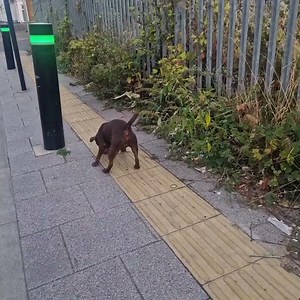 Humane rat catching with dog