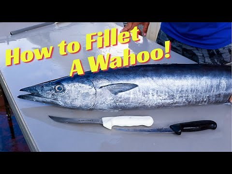 How to Fillet and Clean a Wahoo!