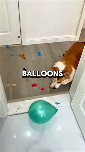 The Dog Balloon Challenge ❤