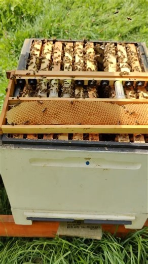Queen bees are hatching on time! | Bryansk Oblast | May 2026