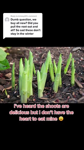 Understanding Hosta Shoots: Perennial Gardening Tips