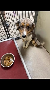 196K views · 4.4K reactions | Nugget is a precious male Australian Shepherd mix, approximately 9-11 months old. Don’t you want to make a lifetime of memories together?? The shelter will be open Monday 1:00-5:00!  (medium-sized, dog friendly) | Joplin Humane Society Animal Adoption & Resource Center | Facebook