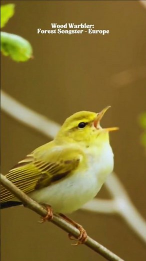 Relaxing Bird Sounds – Peaceful Birds Singing & Natural Bird Calls in Nature