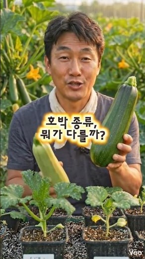 실패 없는 애호박 농사 비법! 5월에 꼭 '이것' 하세요 #호박종류#호박키우기#호박모종#초보농부#shorts