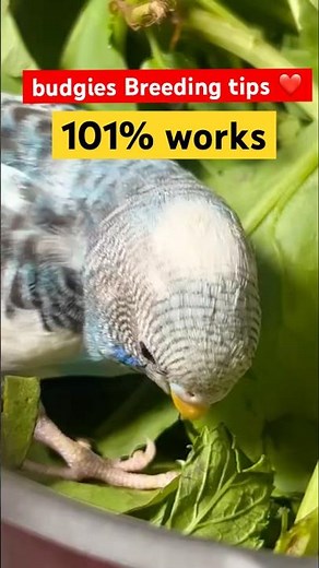 How to Breed Budgies Easily at Home | Budgie Breeding Tips for Beginners