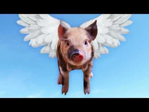 What does "when pigs fly" mean? - Idiom Example Sentences & Synonyms