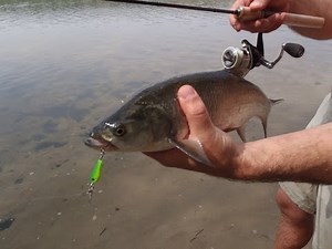 Asp bite , the loss of a loved Smith.