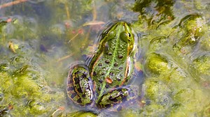 Frog, Swamp, Amphibian. Free Stock Video