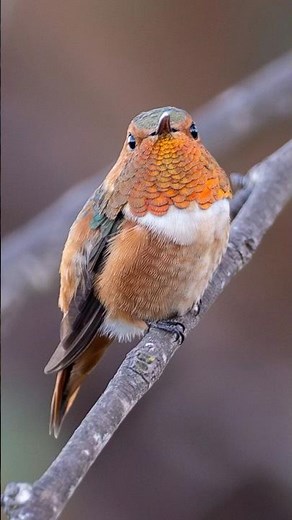 Rufous Hummingbird Slow Motion Landing + Call | First Sighting in Southern California