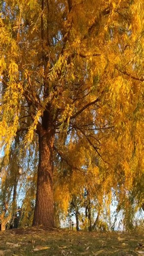 Le saule pleureur est un de mes arbres préférés. Majestueux mais si seul. J’adore m’y recueillir. Plus jeune j’ai souvent ressenti la solitude et l’impression d’être incompris. J’avais trop d’égo pour oser en parler. 🔒 Savais-tu que Tel-jeunes a un forum pour les ados? Tu peux jaser de tous les sujets, te confier, anonymement. Pour les gars qui lisent ceci; t’as le droit de ne pas être ok tout le temps, garde pas ça en d’dans! Fais un move, écris sur le forum, tu vas voir… ça fait du bien ❤️‍🩹
