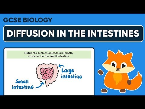 Exchange and Diffusion in the Intestines - GCSE Biology